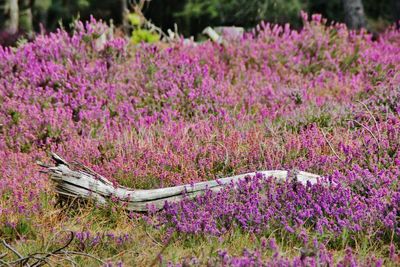 Close-up of purple flowering plants in garden