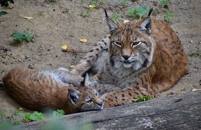 Female lynx with cub
