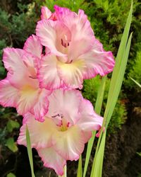 Close-up of pink flowers blooming outdoors