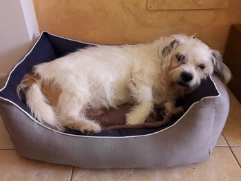 Close-up of dog relaxing at home