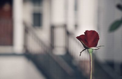 Close-up of red flower