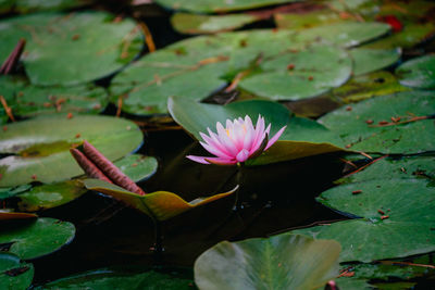 water lily