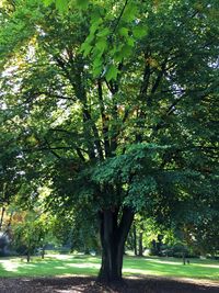 Trees in park