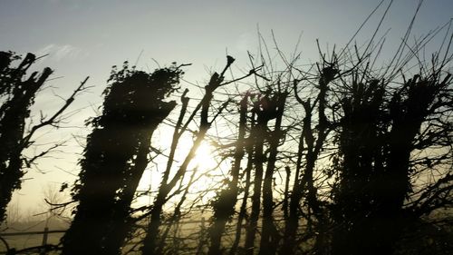 Sun shining through trees