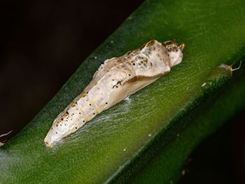 Close-up of insect on leaf