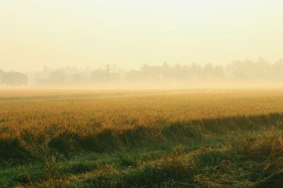 Scenic view of field against sky