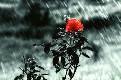 Close-up of red flowering plant