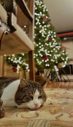 Cat resting on christmas tree