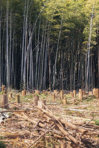 Pine trees in forest