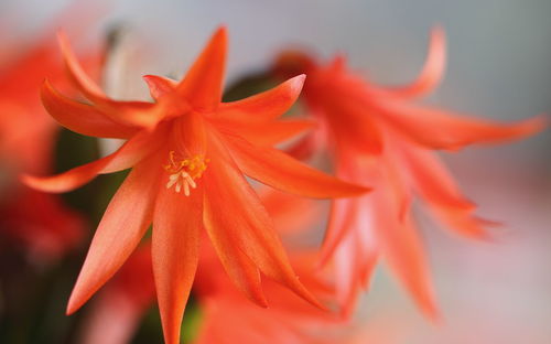 Close-up of red flower
