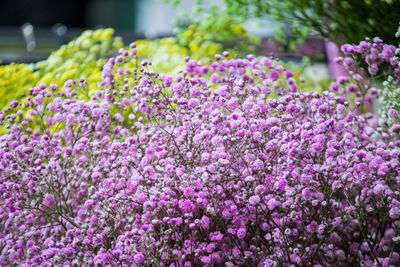 Close-up of pink flowering plants in park