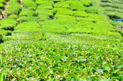 Close-up of fresh green field