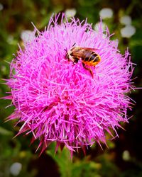 Close-up of honey bee on pink flower