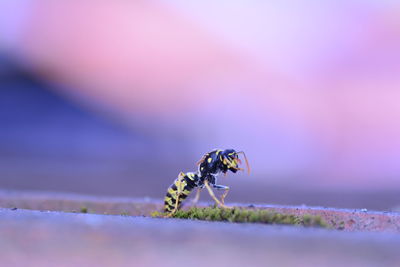 Close-up of insect... a bee with many copy space 