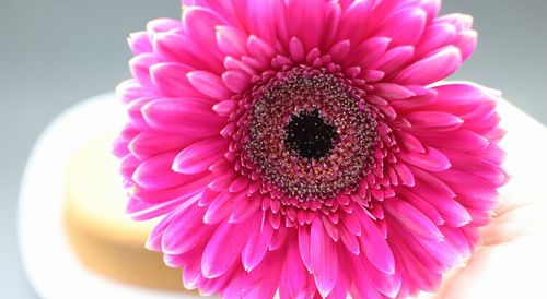 Close-up of pink daisy flower