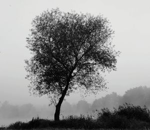 Tree on field against clear sky