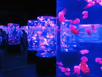 View of fish swimming in aquarium