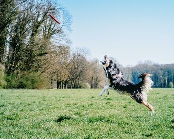 Horse standing on field