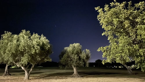 Trees on field against sky at night