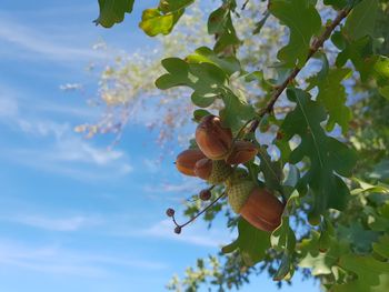 Low angle view of flowering plant and acorns