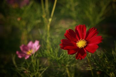 Close-up of red flowering plants on field