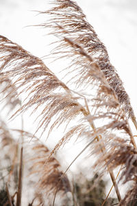 Close-up of stalks against the sky