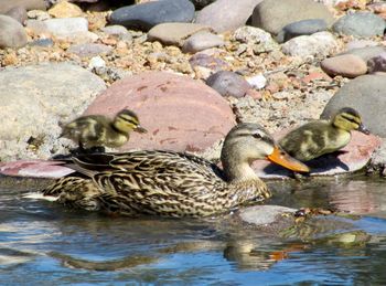 Ducks in a lake