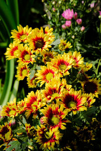 Close-up of yellow flowers blooming outdoors