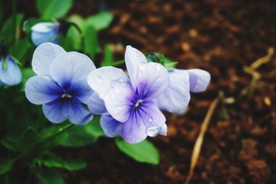 Close-up of purple flowering plant