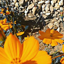 Close-up of yellow flowers blooming outdoors