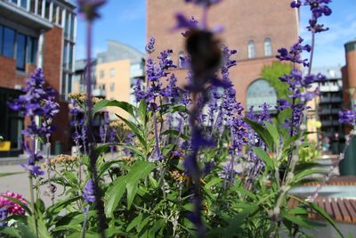 Close-up of purple flowering plants against building