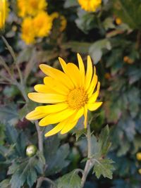 Close-up of yellow flower