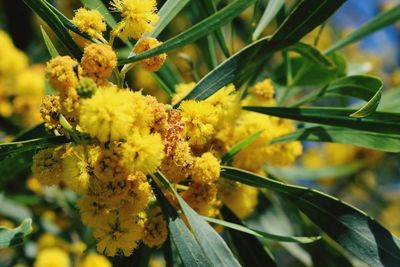 Close-up of yellow flowers