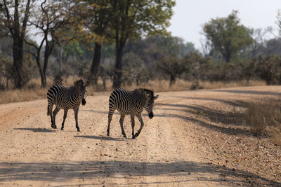 View of zebra on the road