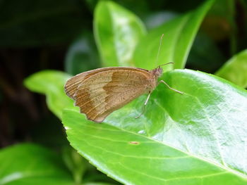 Close-up of butterfly on leaf