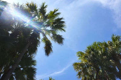 Low angle view of trees against sky