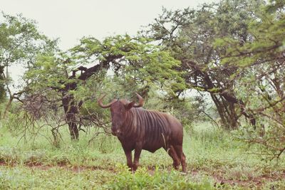 Horse standing on field against trees