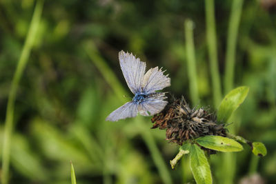 Close-up of butterfly pollinating on flower