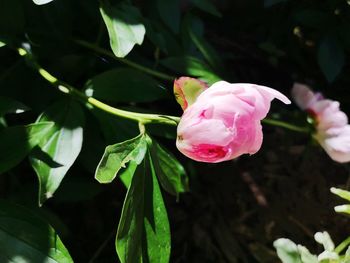 Close-up of pink rose flower