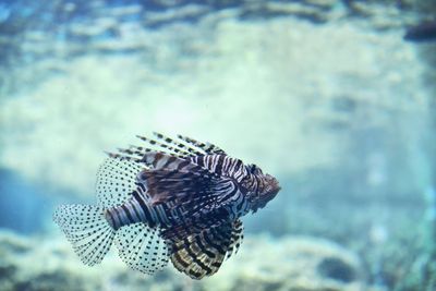 Close-up of fish swimming in sea