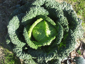 High angle view of leaves