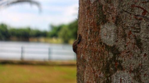 Close-up of tree trunk on field