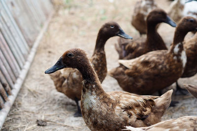 Close-up of duck