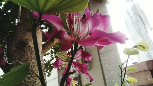 Close-up of pink flowers