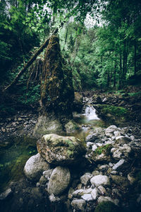 Stream flowing through rocks in forest