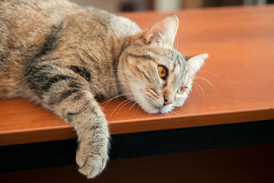 Close-up of ginger cat