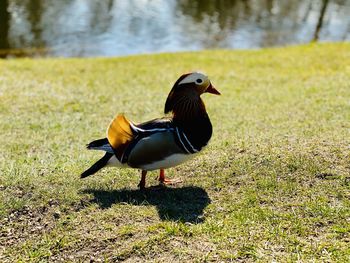 Side view of a mandarin duck on field