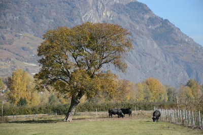Buffaloes on grassy field against mountain