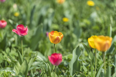 Close-up of yellow tulips on field