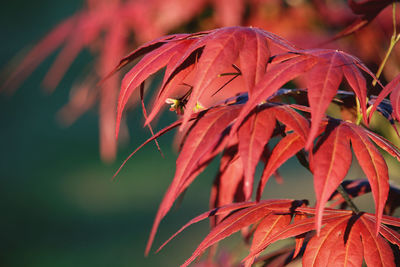 Close-up of insect on red flowering plant